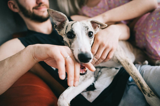 Choosing Love Over Profit: The Benefits of Rescuing a Pet